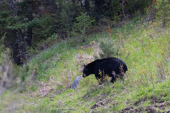 Yellowstone _MAK0441