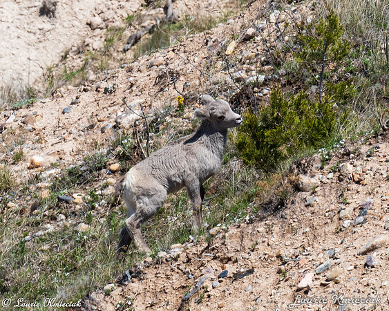 Badlands-LAK_6452
