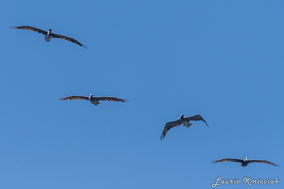 Cannon-Beach-LAK_1648