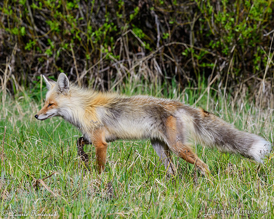 06042024-LAK_9955