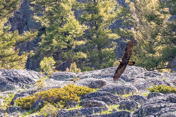 Yellowstone _MAK1173