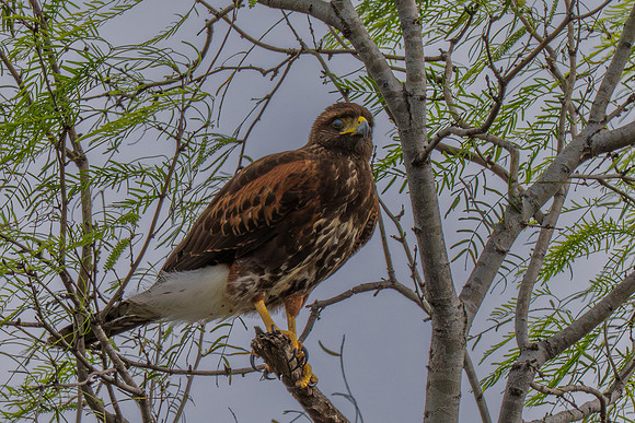 RGV wildlife 2025_MAK0152-Enhanced-NR