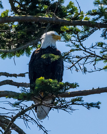 Whidbey Island-_MAK8150
