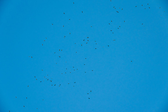 RGV wildlife_MAK2622-Enhanced-NR-2