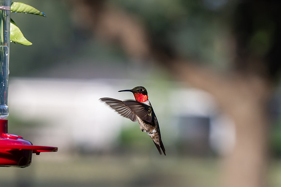 Hummingbird migration _MAK4009
