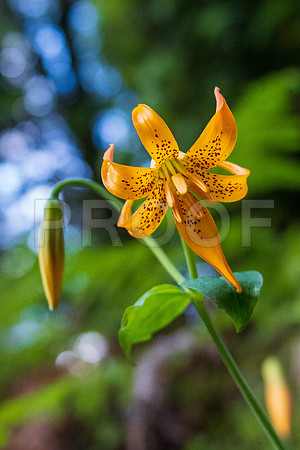 Crescent City CALAK_1153