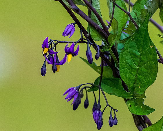 Nwhidby-LAK_5305