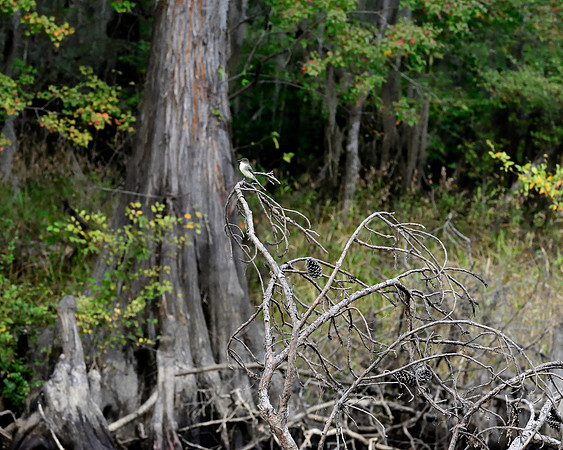 Caddo2016_LAK3265c