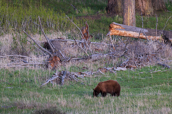 Yellowstone _MAK2420-Enhanced-NR