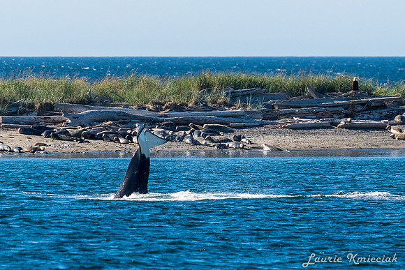 Nwhidby-LAK_5591
