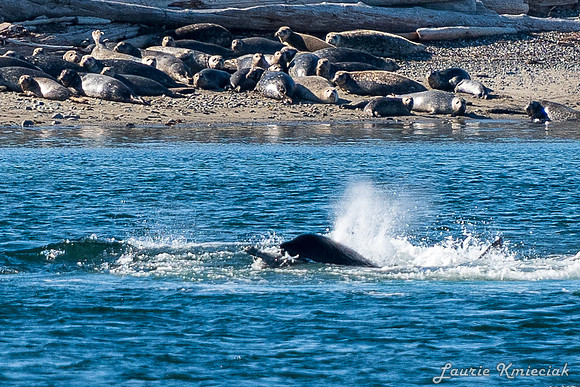 Nwhidby-LAK_5617