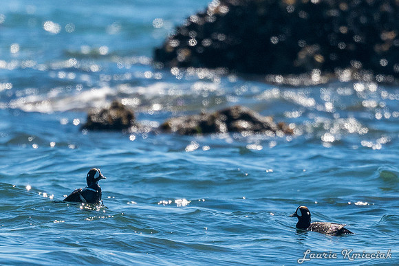 Cannon-Beach-LAK_1623
