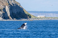 Orca T37A family-_MAK9582