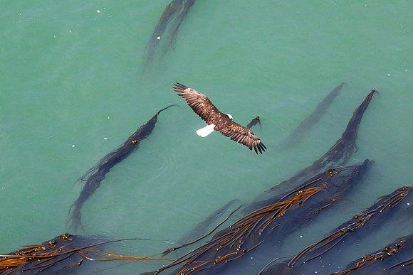 Whidbey Island-_MAK7912