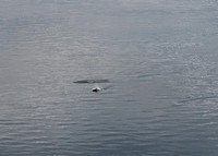 Alaska2016_LAK0850cc