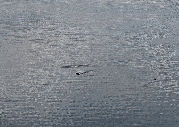 Alaska2016_LAK0850cc