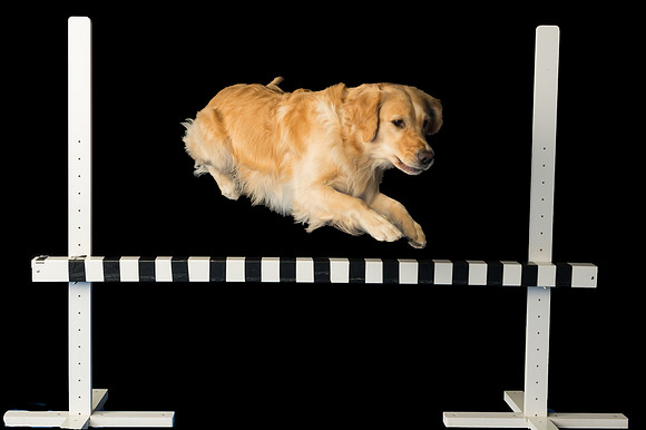 Goose-Spirits Goldens-007