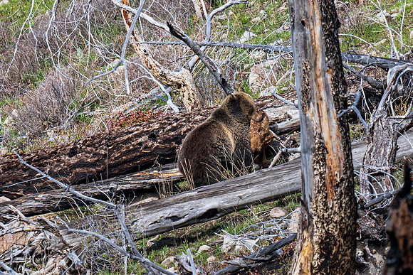 Yellowstone _MAK2220