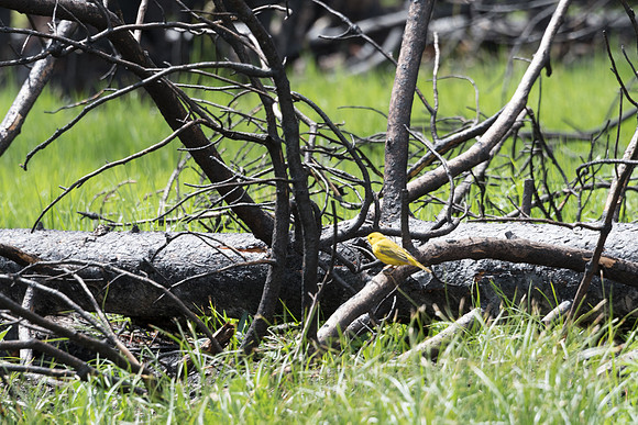 yellowstonetc-7817