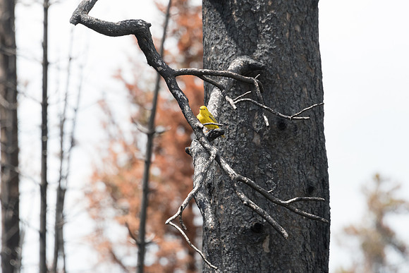 yellowstonetc-7831
