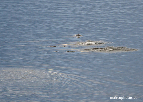 Alaska-2016-MAK_8478c