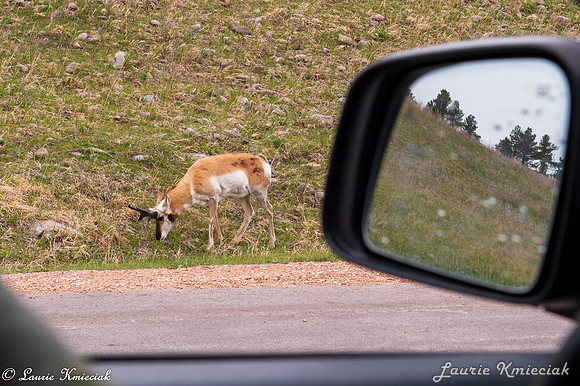 Black-Hills-MAK_8317