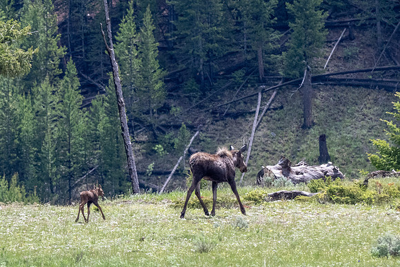 Yellowstone _MAK5937