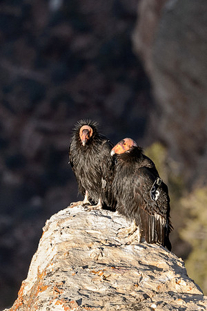 California Condors-MAK_6944