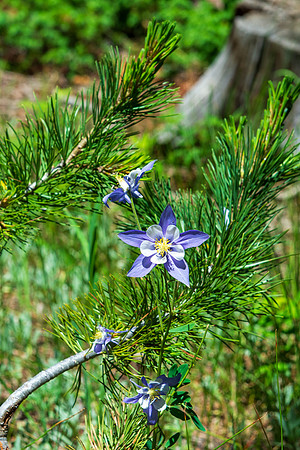 Rocky Mountain NP MAK_8630