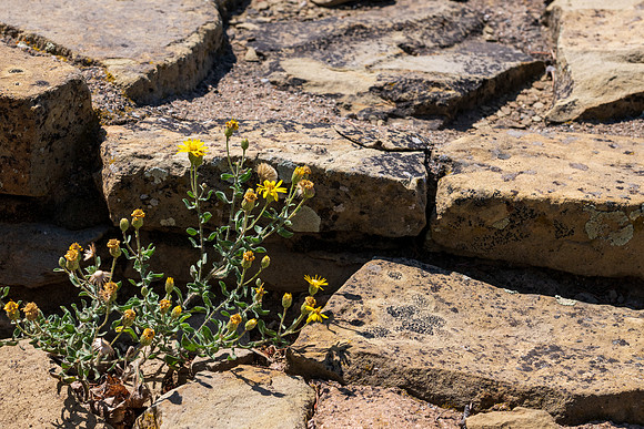 Chimney Rock _MAK7479
