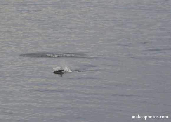 Alaska-2016-MAK_8475cc
