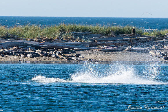 Nwhidby-LAK_5611