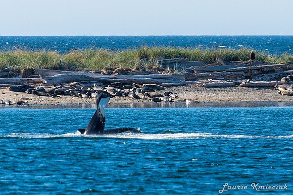 Nwhidby-LAK_5595