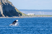 Orca T37A family-_MAK9583