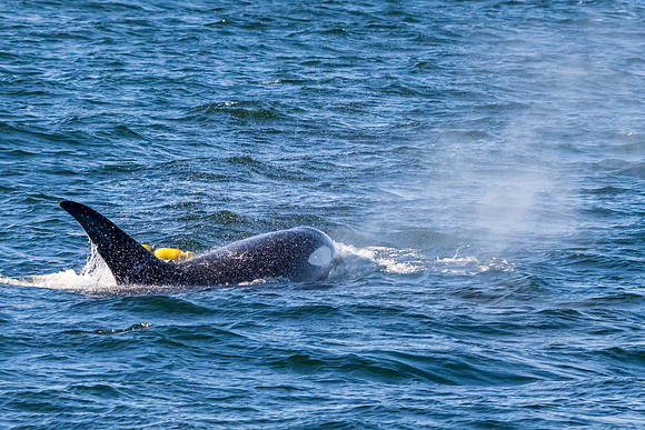 Orca T37A family-_MAK0047
