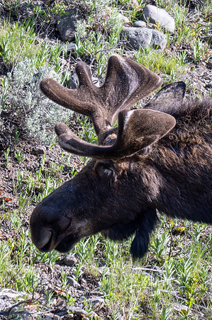 Yellowstone _MAK2784-Enhanced-NR