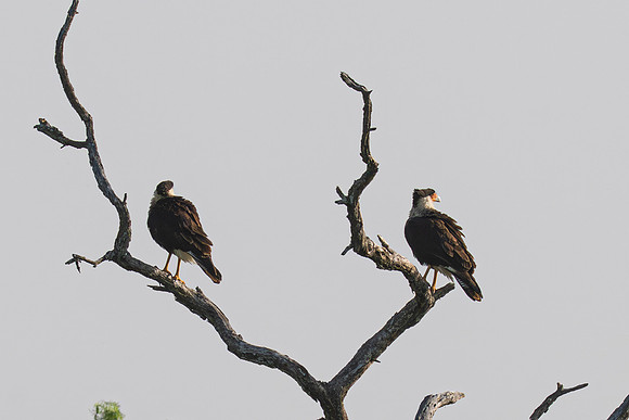 RGV birds_MAK0822-Enhanced-NR