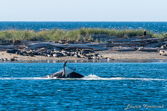 Nwhidby-LAK_5598