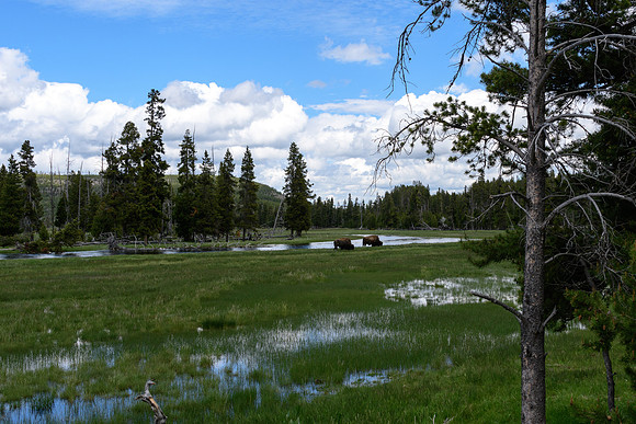 yellowstonetc-7399