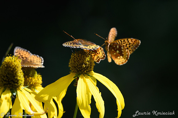 colorado-LAK_1763