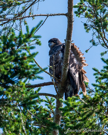 Nwhidby-LAK_3527