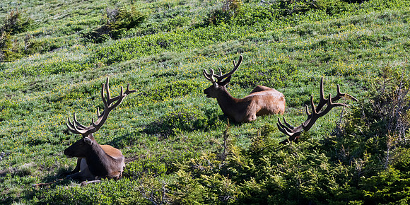 Rocky Mountain NP _MAK6716