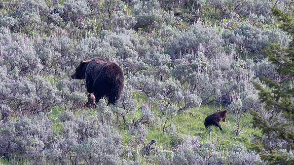 Yellowstone _MAK2603-Enhanced-NR