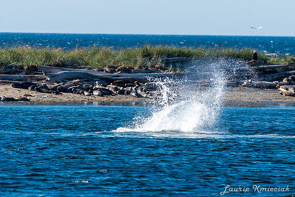 Nwhidby-LAK_5608