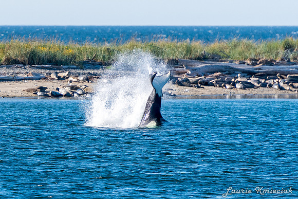 Nwhidby-LAK_5576