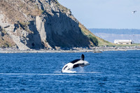 Orca T37A family-_MAK9586