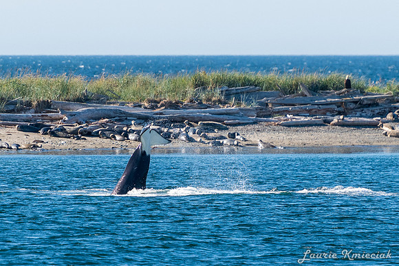 Nwhidby-LAK_5590