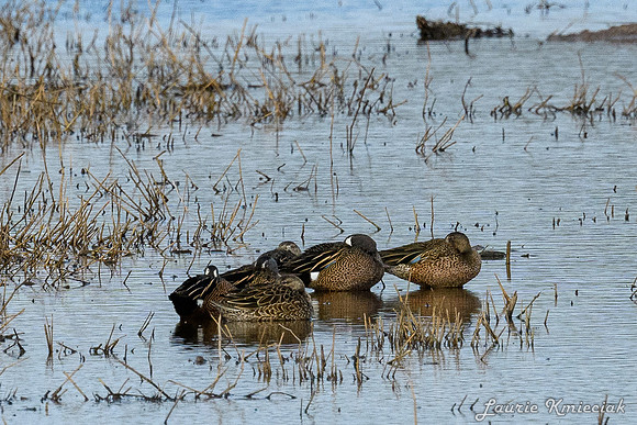 Santa-Ana-NWF-LAK_3787