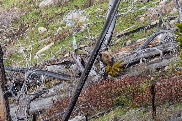 Yellowstone _MAK2250