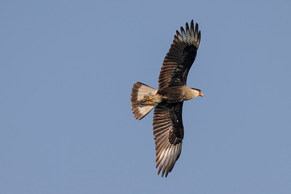 RGV wildlife_MAK2486